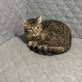Maximus